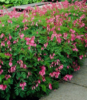 Dicentra formosa 'Luxuriant'